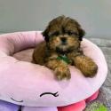 Shihtzu puppies available